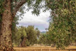 invertir-olivos